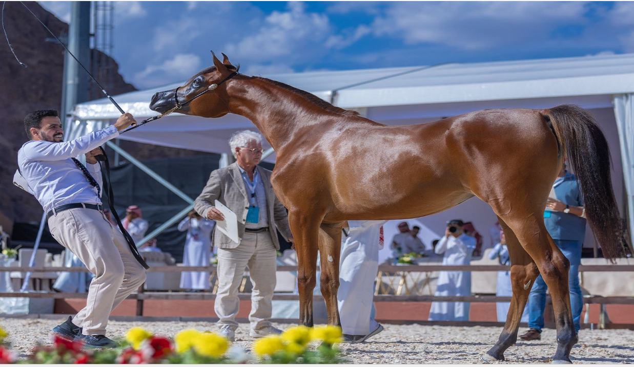 Hail International Arabian Horse Beauty Championship